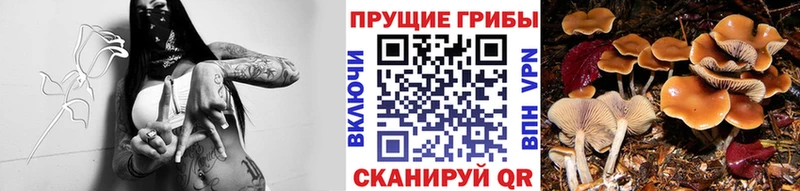 Галлюциногенные грибы Magic Shrooms  Серафимович 
